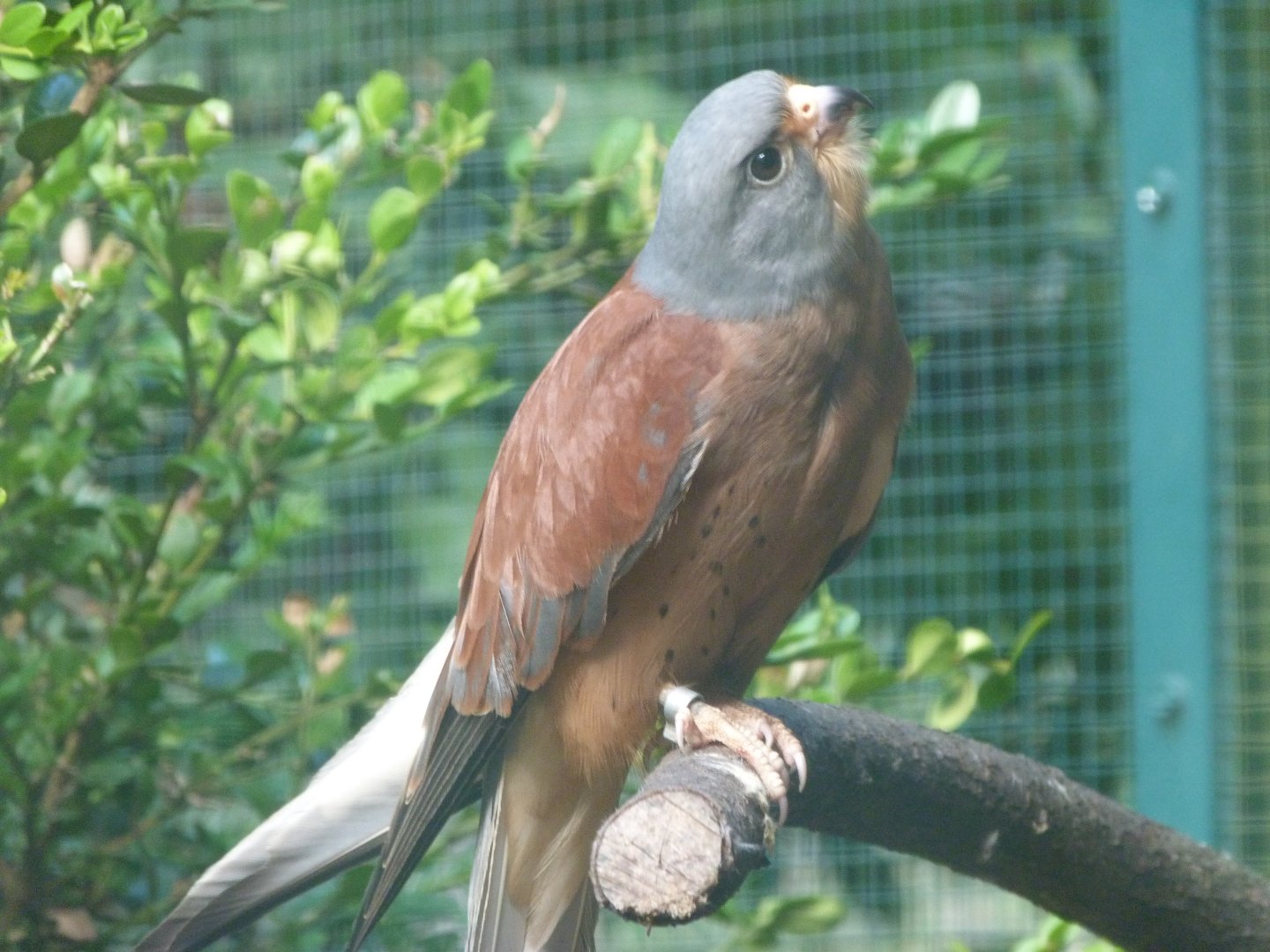 Lesser kestrel -Zoo Plzeň (2025)