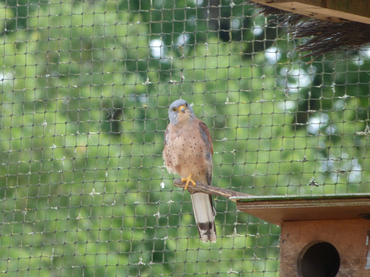 Lesser kestrel -Zoodyssée (2025)