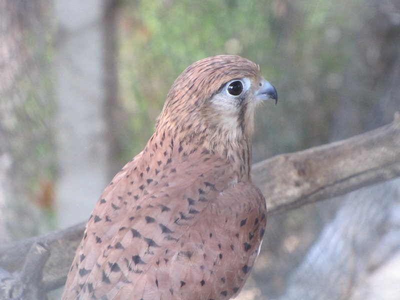 lesser kestrel