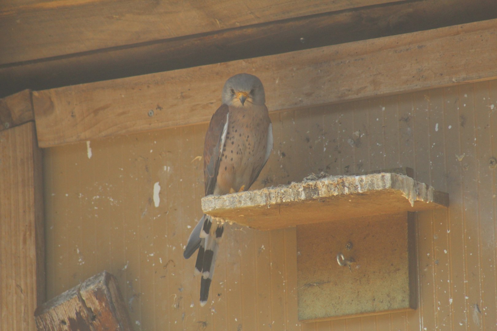 Lesser Kestrel