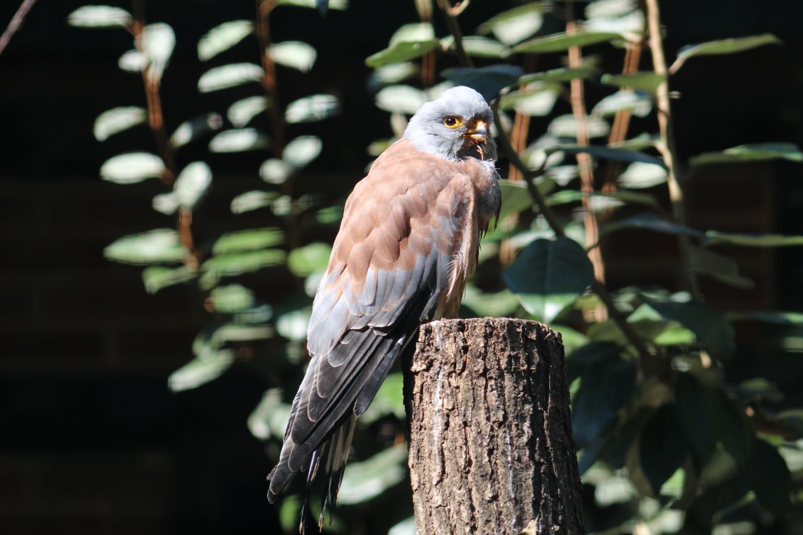 Lesser Kestrel