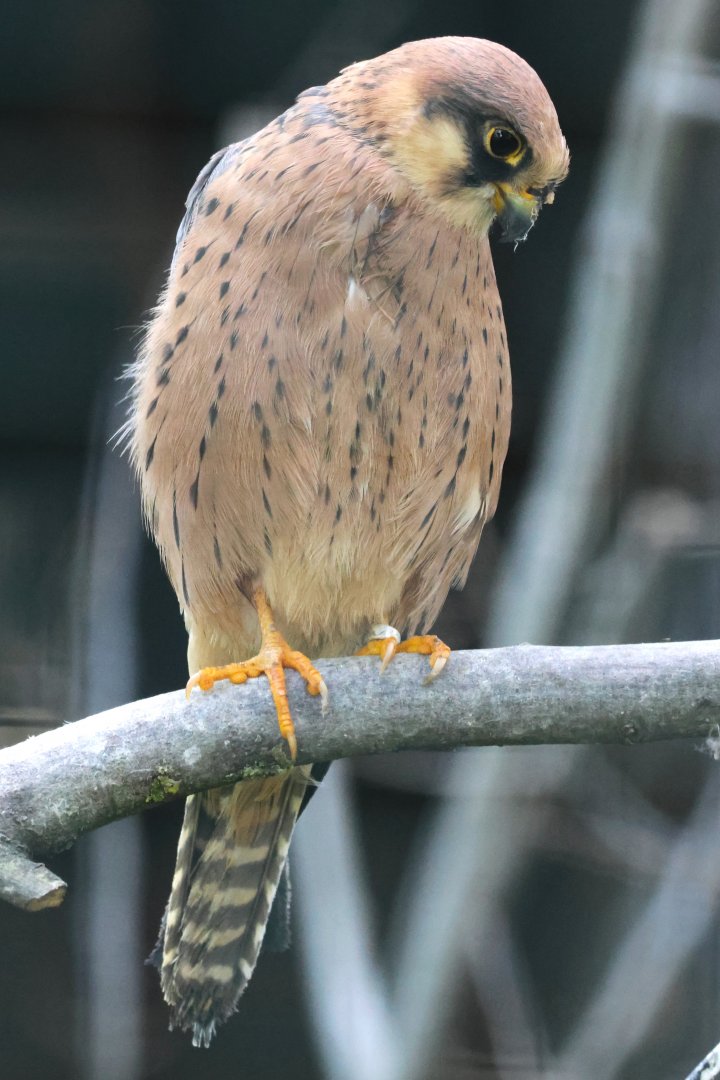 Lesser kestrel