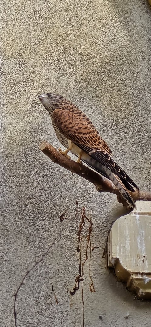 Lesser kestrel