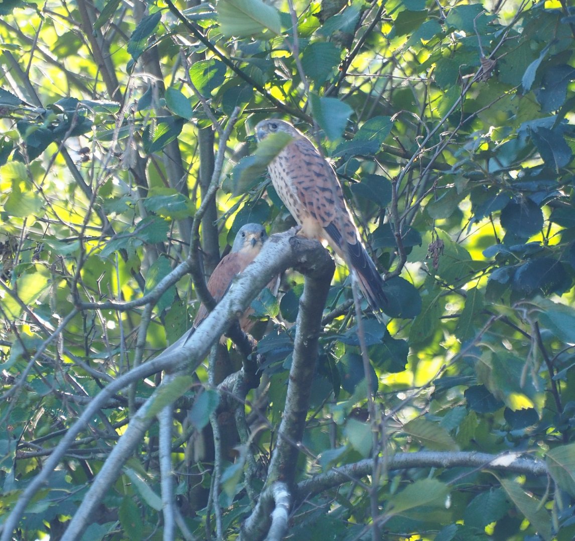 Lesser kestrels (Falco naumanni), Oct 13th, 2018