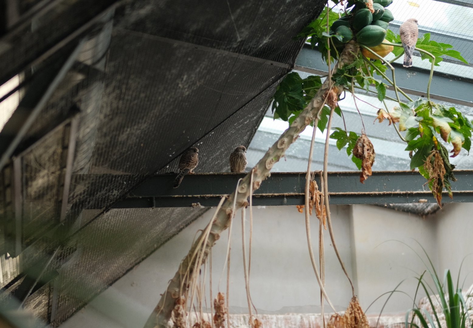 Lesser Kestrels (Falco naumanni)