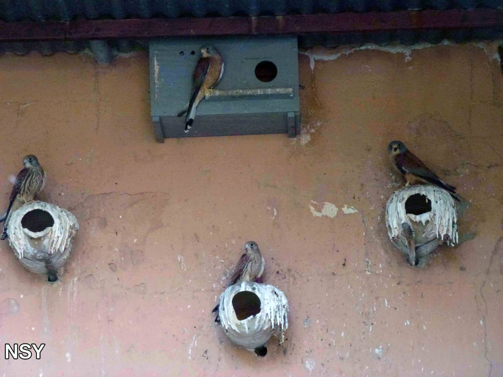 Lesser kestrels, July 2013.