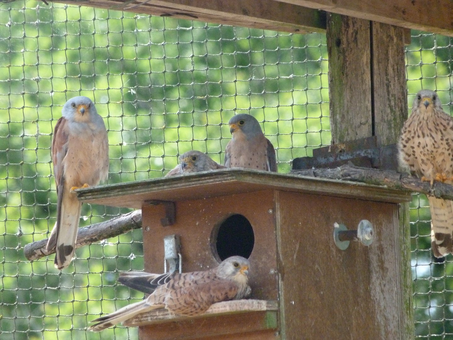 Lesser kestrels -Zoodyssée (2025)