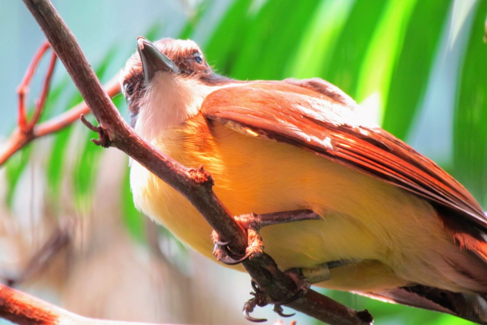 Lesser Kiskadee (2012)