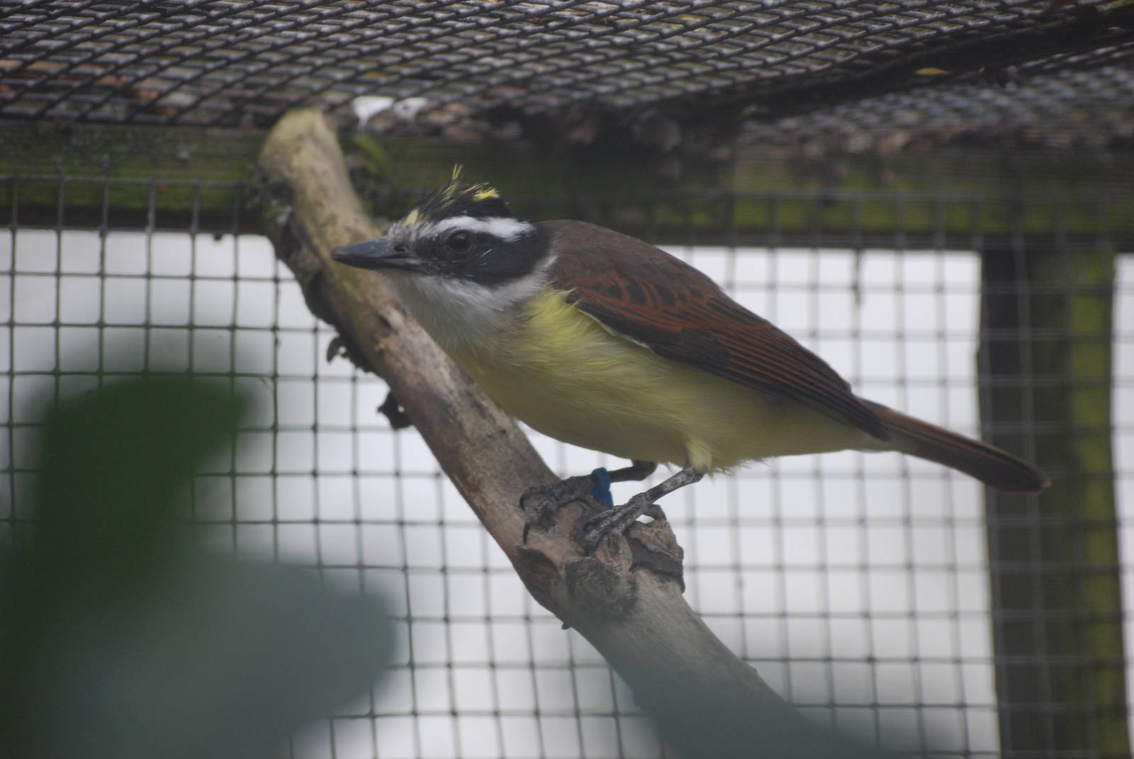 Lesser Kiskadee at Birdland, 05/03/11