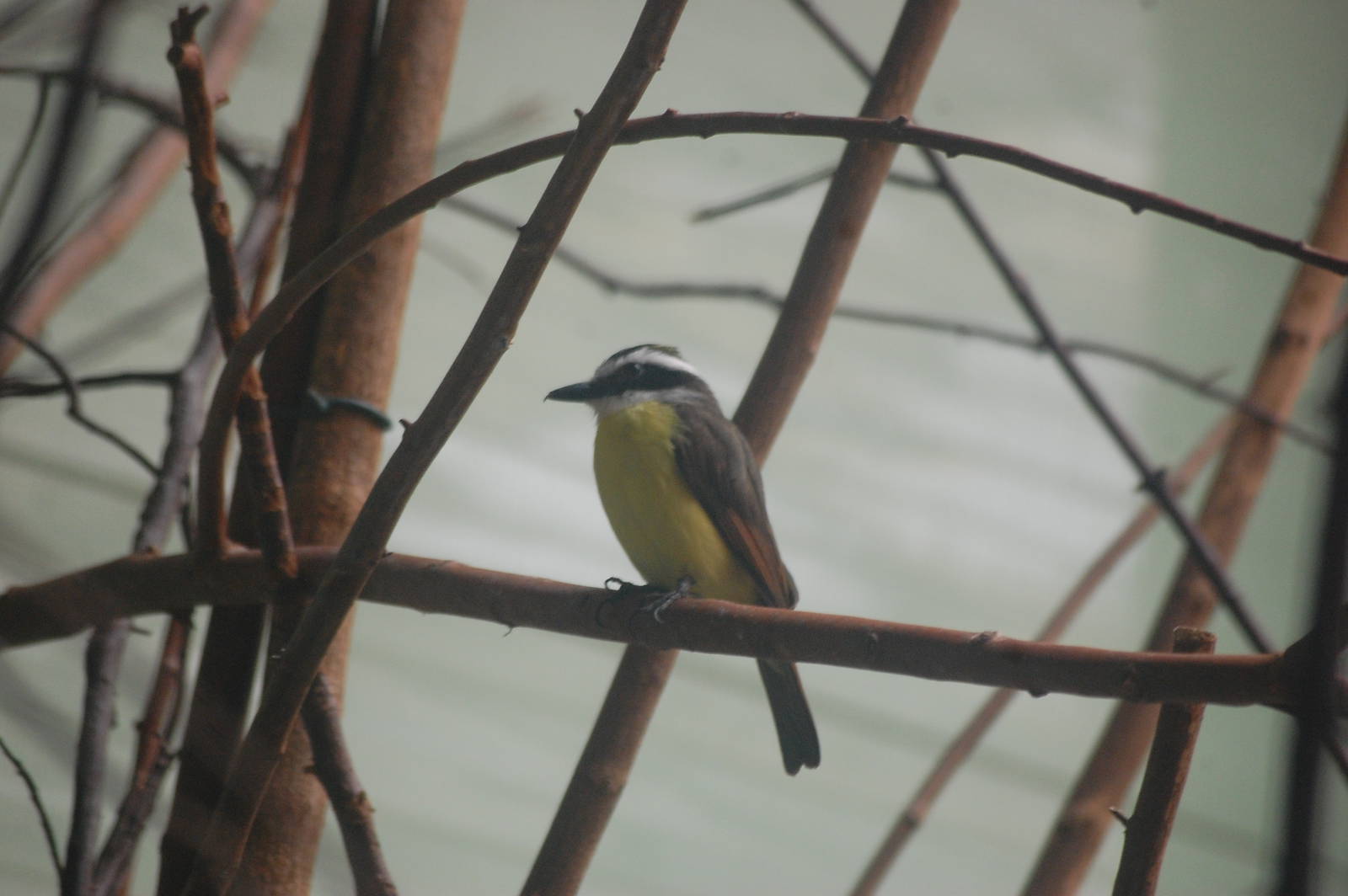 Lesser kiskadee flycatcher