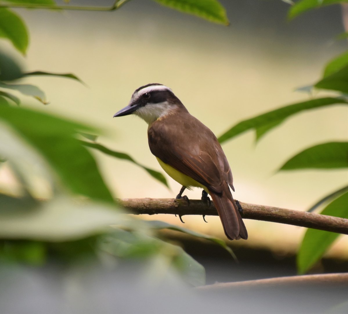 Lesser Kiskadee flycatcher