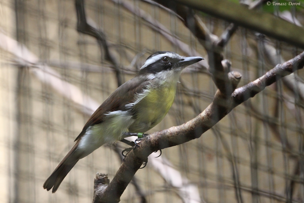 Lesser Kiskadee (Philohydor lictor)