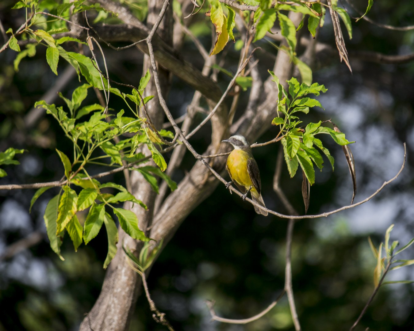 Lesser kiskadee, Philohydor lictor