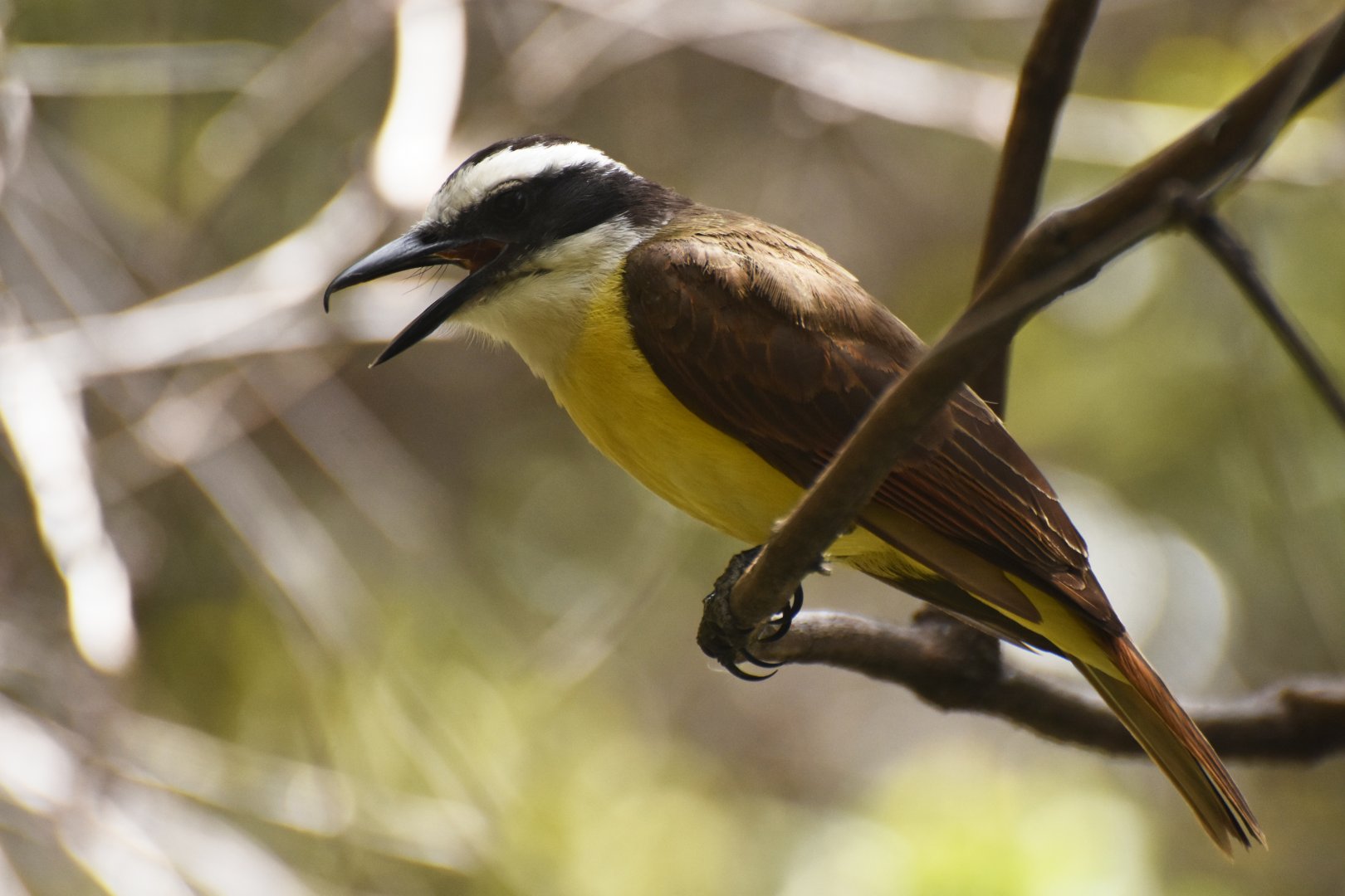 Lesser Kiskadee (Pitangus lictor)