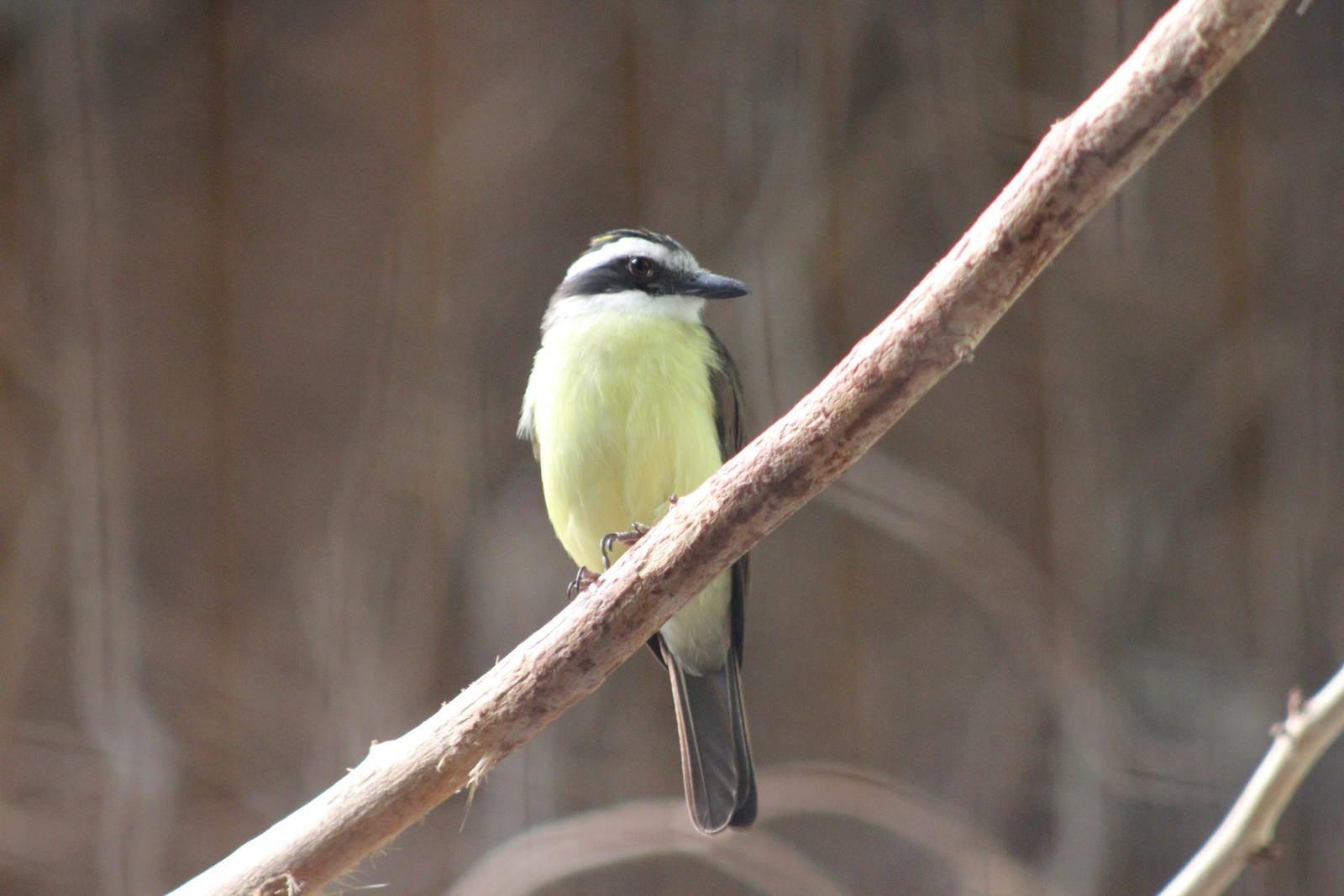 Lesser kiskadee