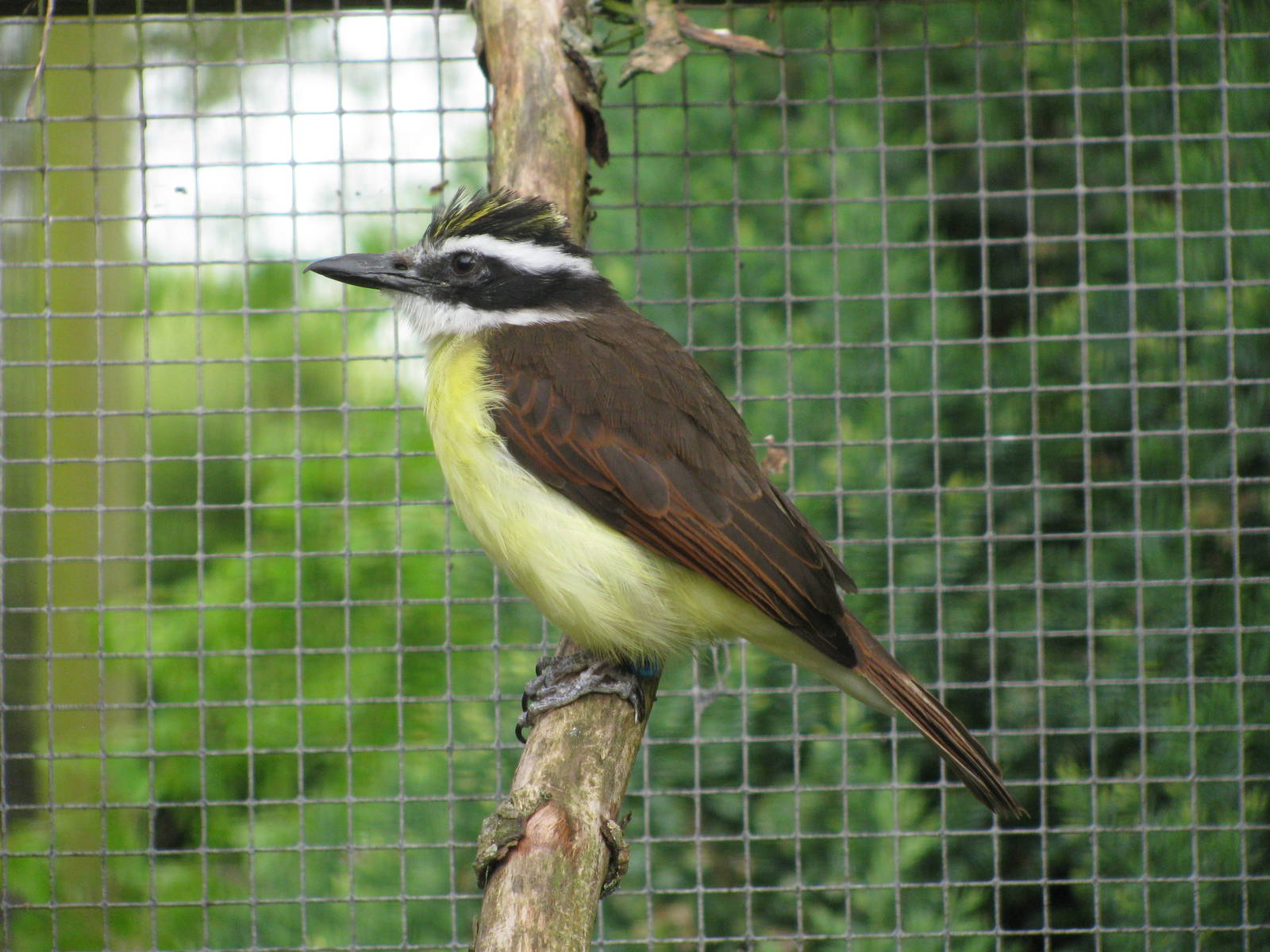 Lesser Kiskadee