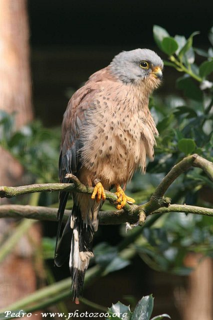 Lesser krestrel falcon (Falco naumanni)