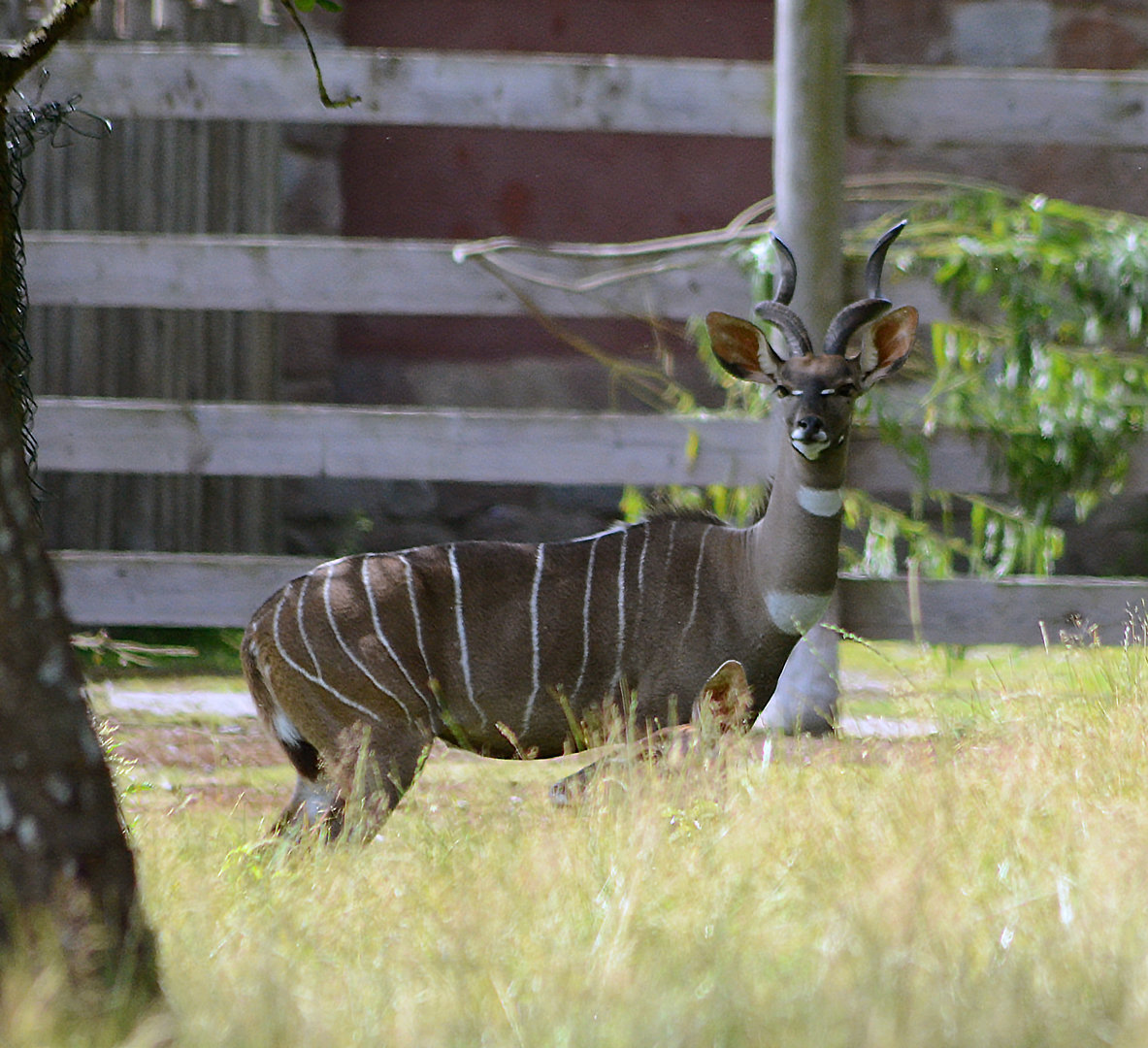LESSER KUDU 2