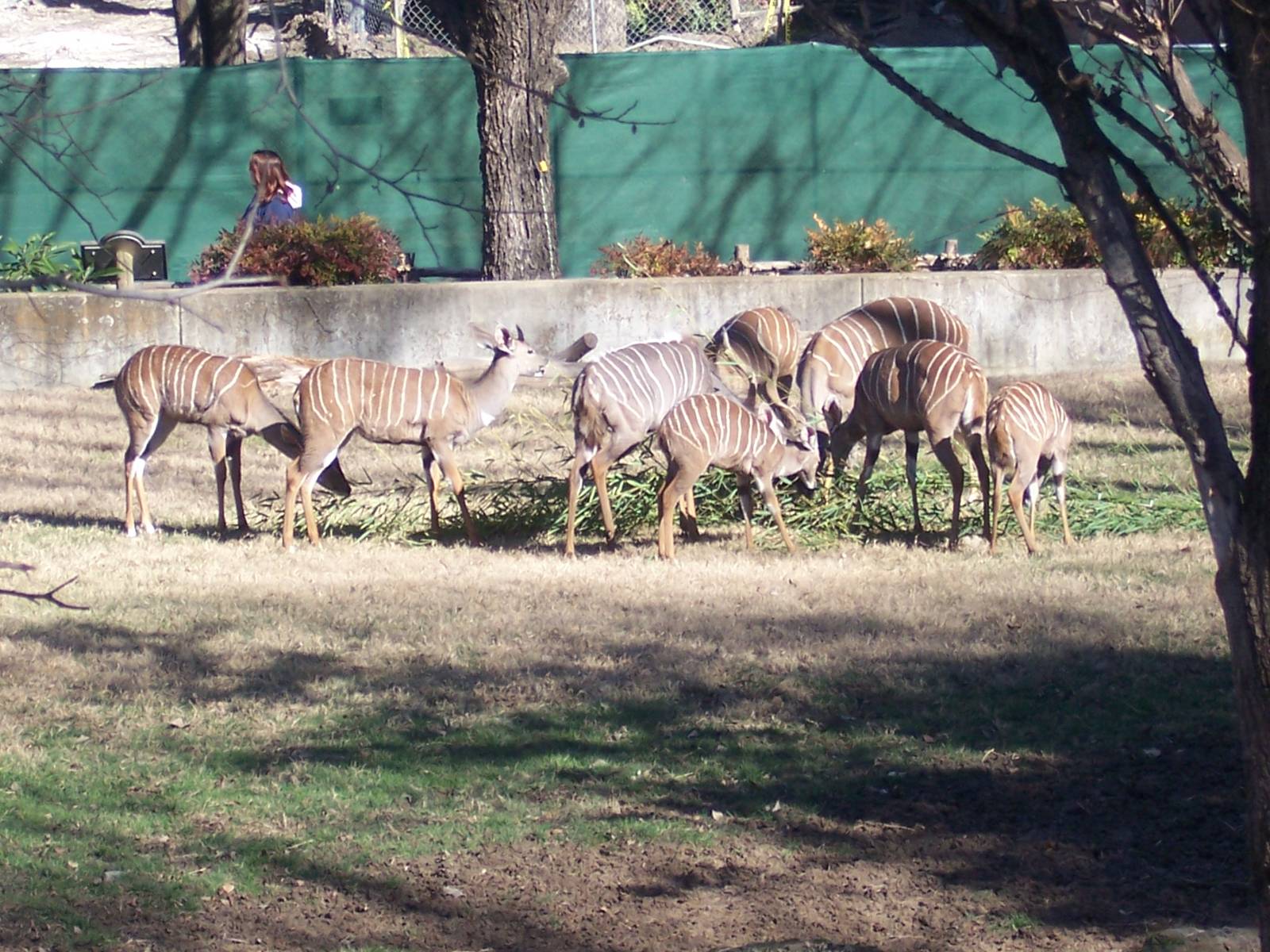 Lesser Kudu 2007