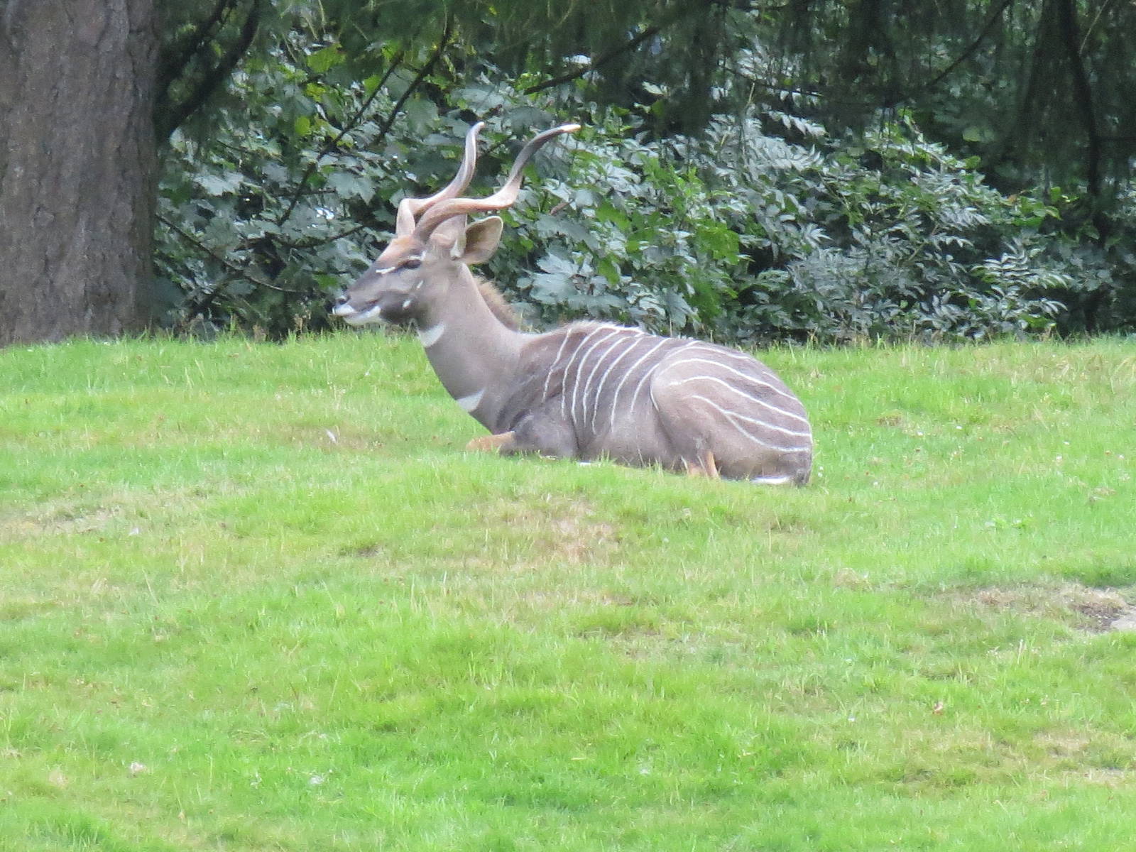 Lesser Kudu 240815