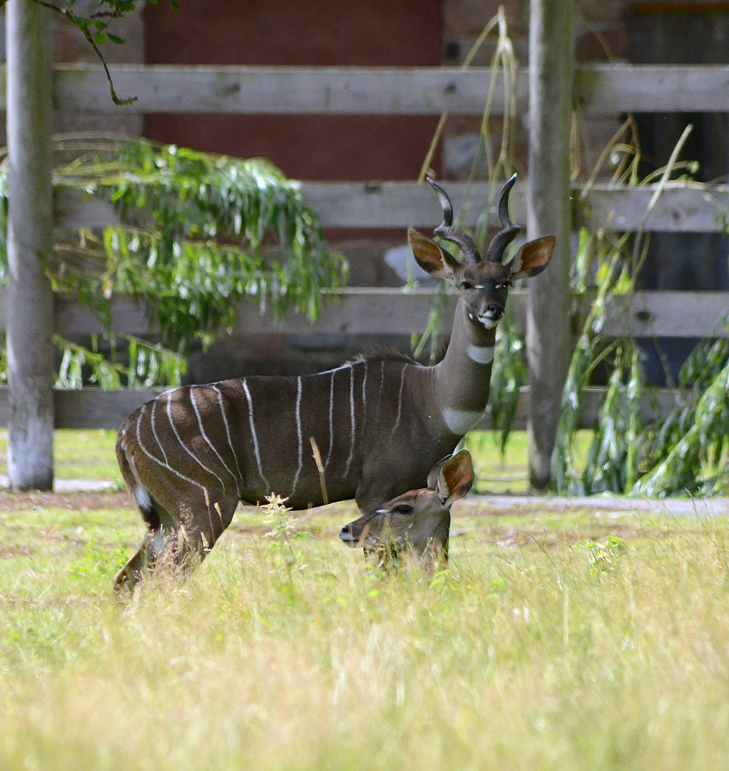 LESSER KUDU 3