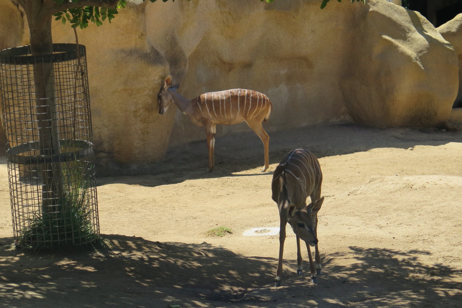 Lesser Kudu(8/23/2024)