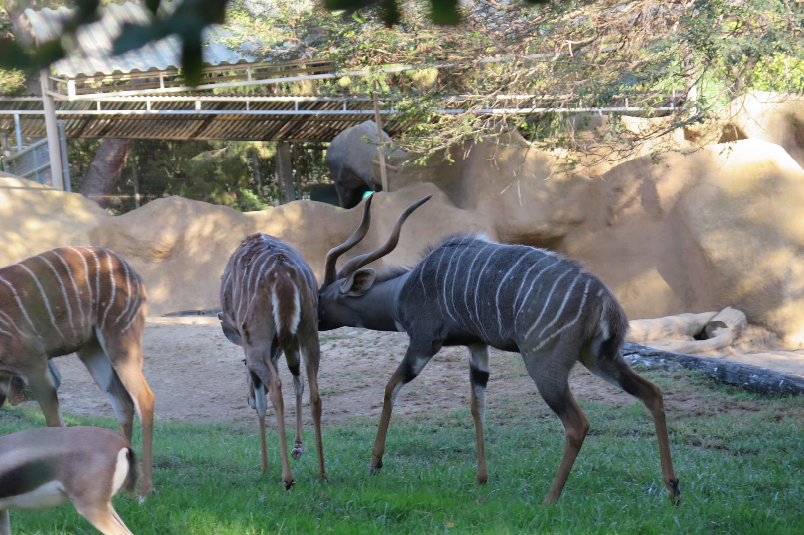Lesser Kudu(8/23/2024)
