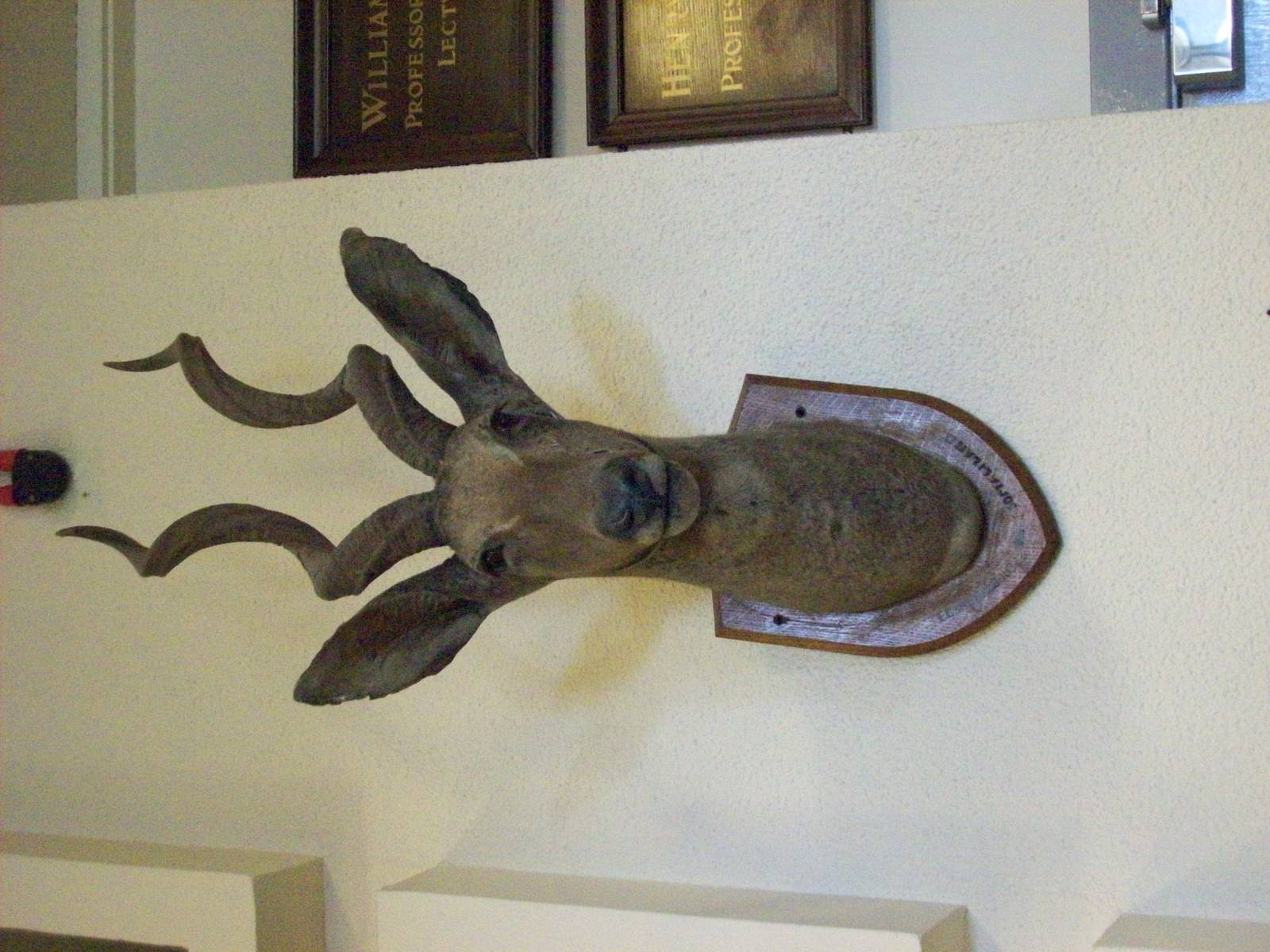 Lesser kudu (Aberdeen zoology building)