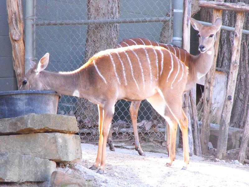 Lesser Kudu (Ammelaphus imberbis)