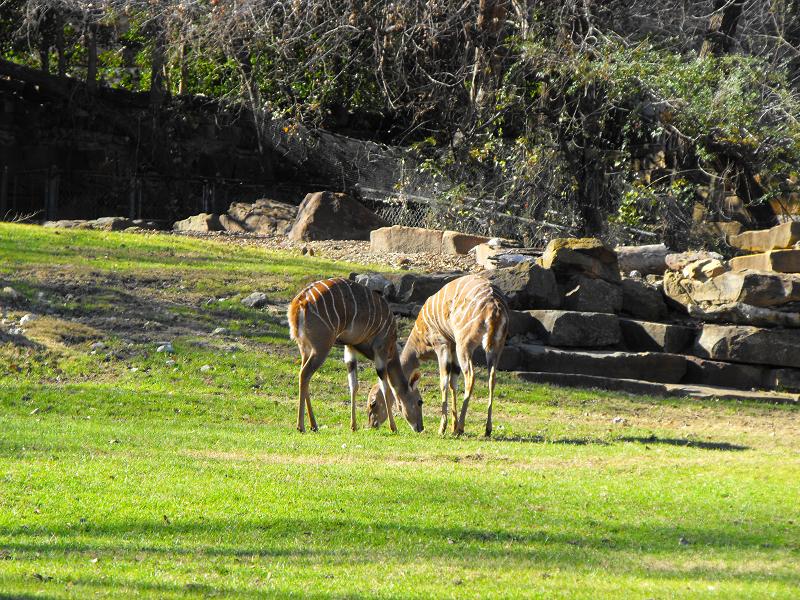 Lesser Kudu (Ammelaphus imberbis)