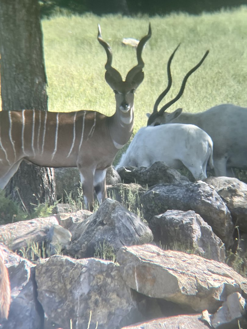 Lesser Kudu and Addax