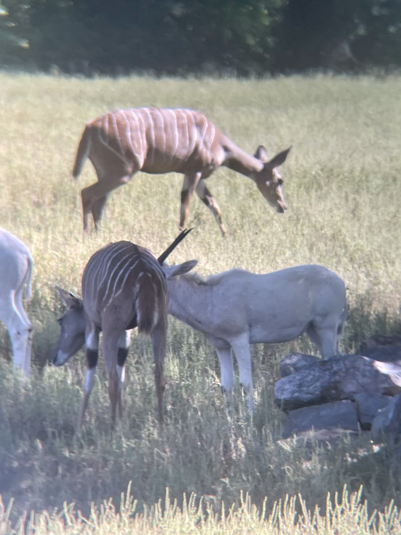 Lesser Kudu and Addax