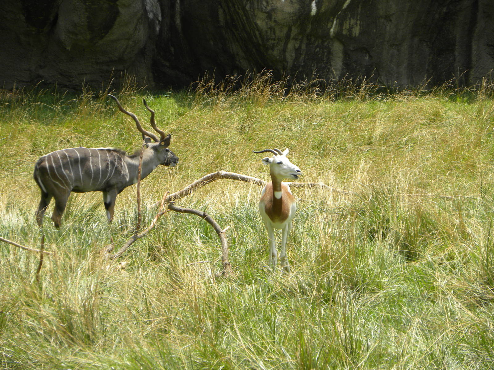 Lesser Kudu and Gazelle