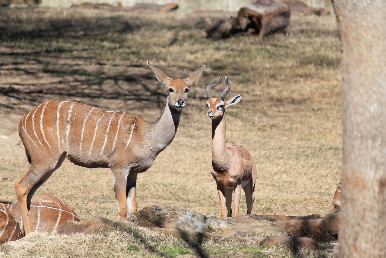 Lesser Kudu and Gerenuk