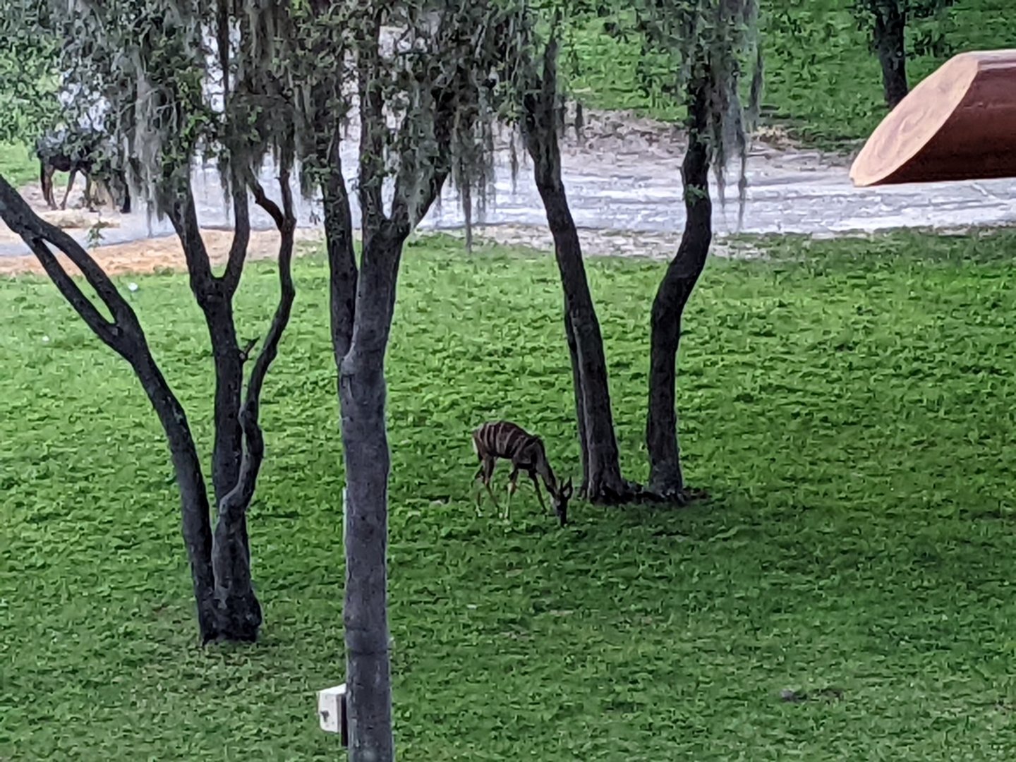 Lesser kudu - Arusha savanna