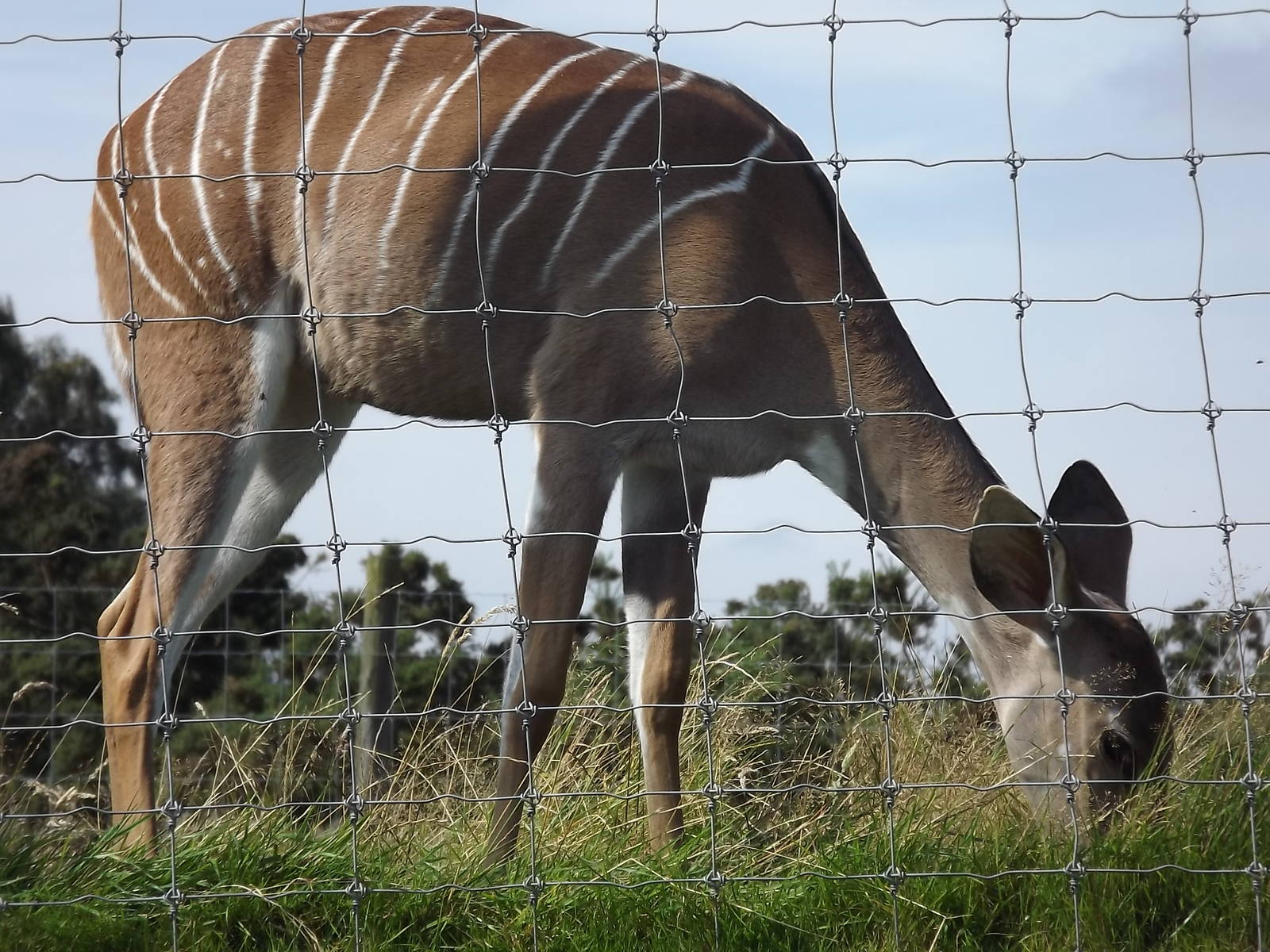 Lesser Kudu at Knowsley Safari Park 08/09/12