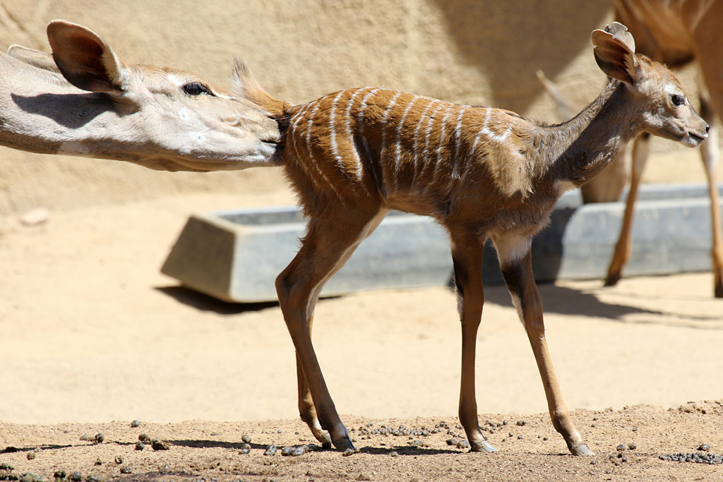 Lesser Kudu at San Diego Zoo 23rd April 2016