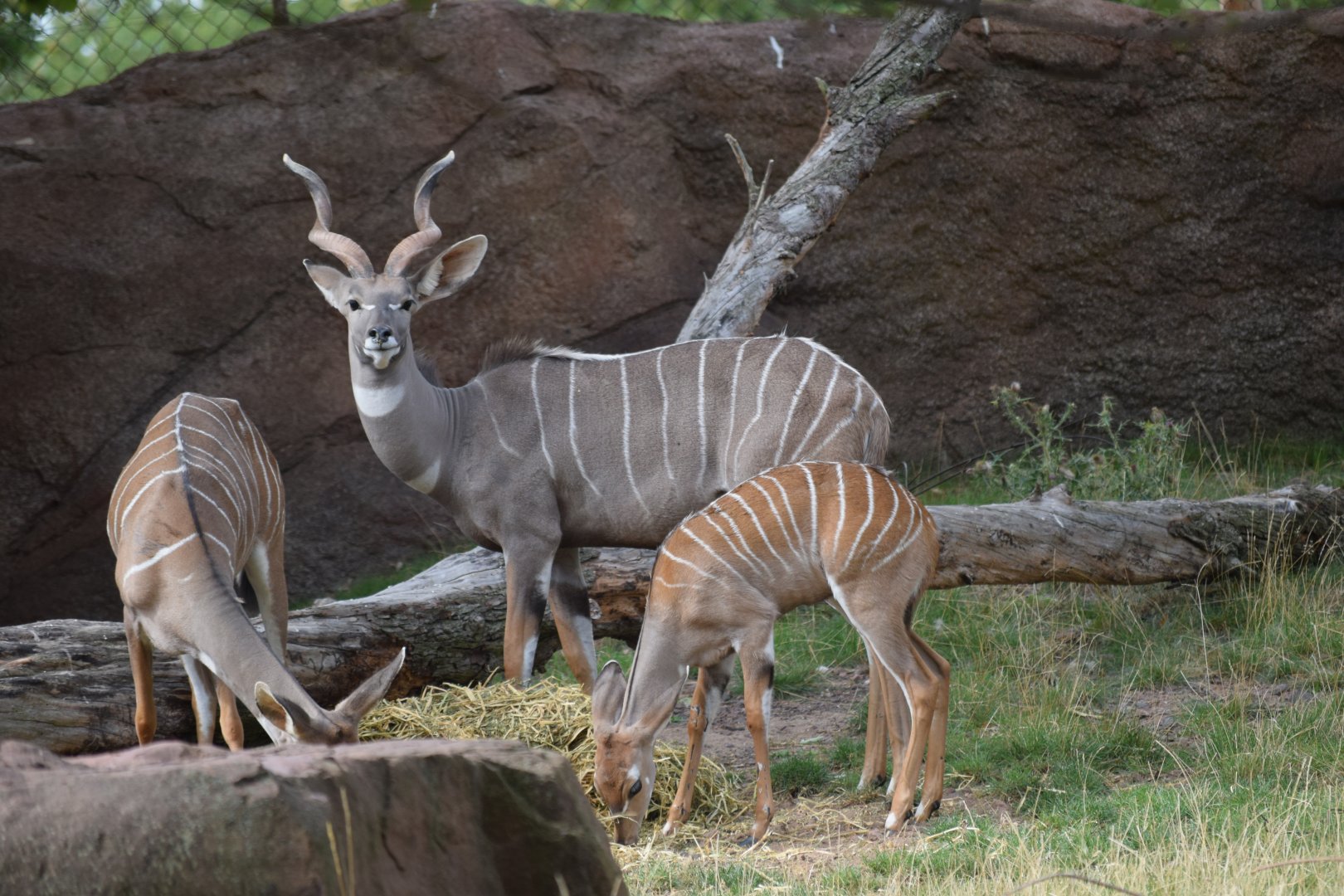 Lesser kudu - August 2019