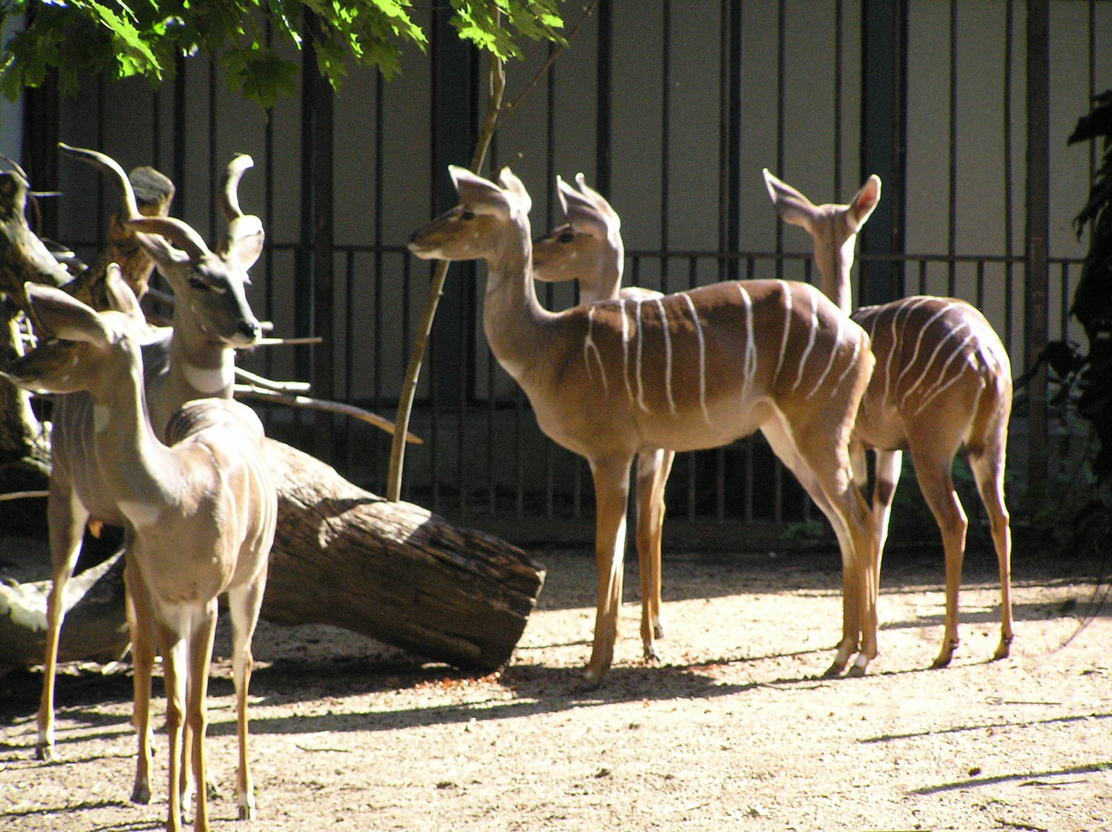 Lesser kudu - Basel zoo 2006
