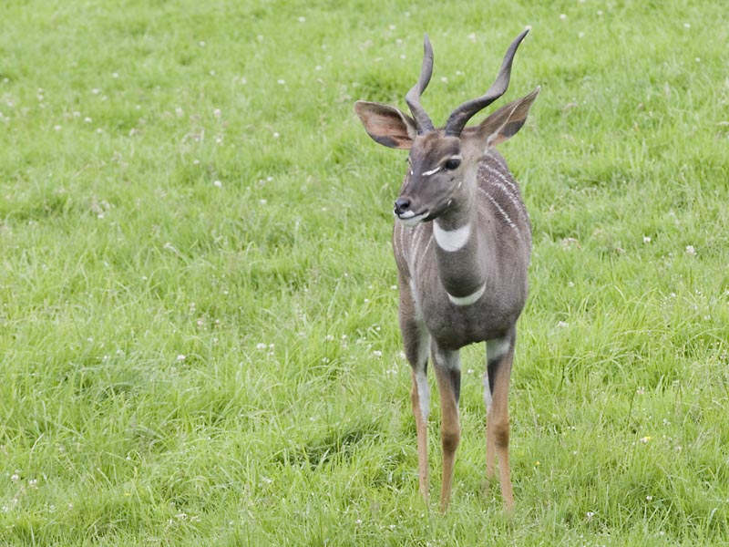 Lesser Kudu buck at Edinburgh