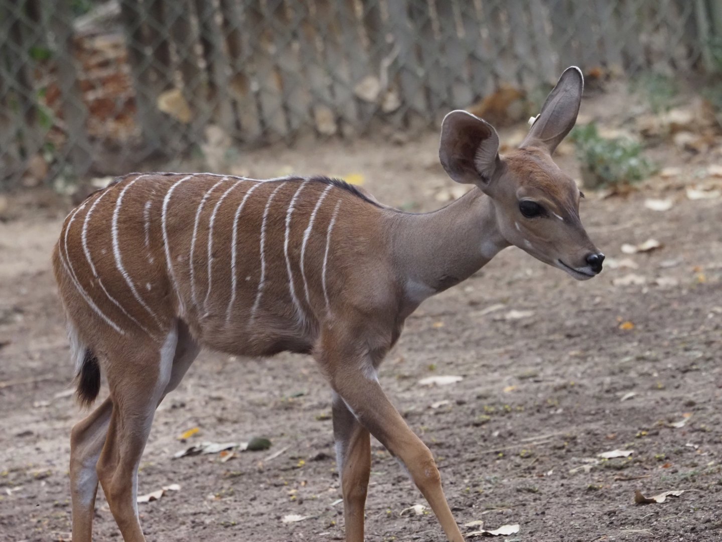 Lesser Kudu Calf 1