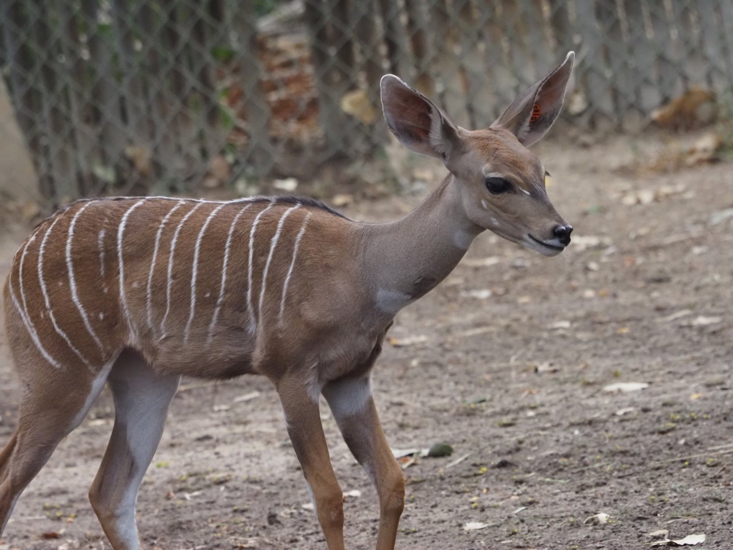 Lesser Kudu Calf 2