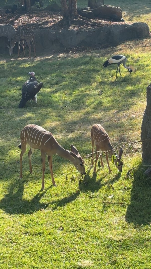 Lesser Kudu Calf and his sister