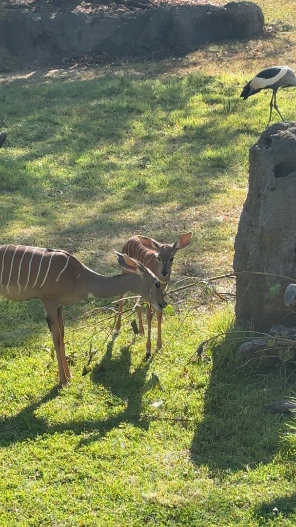 Lesser Kudu Calf and his sister