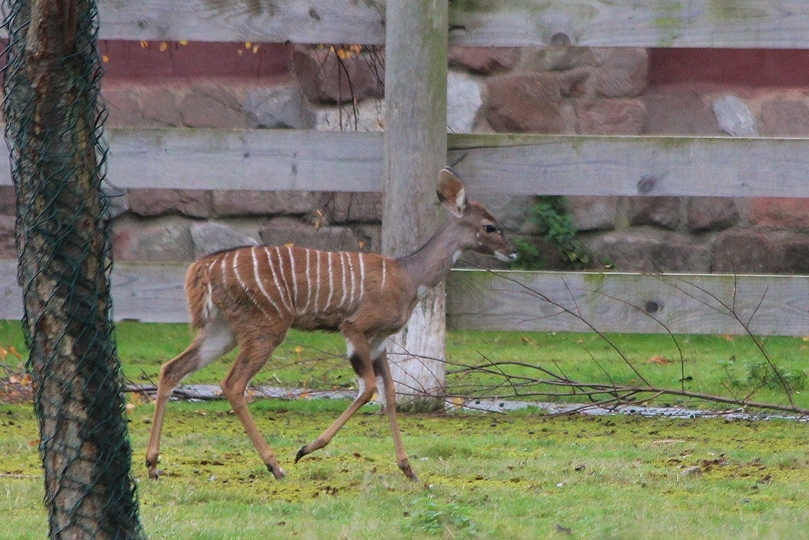 Lesser Kudu calf