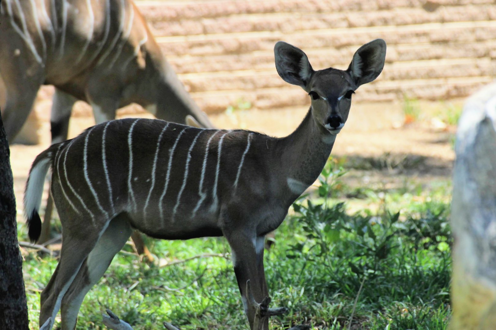 Lesser Kudu calf