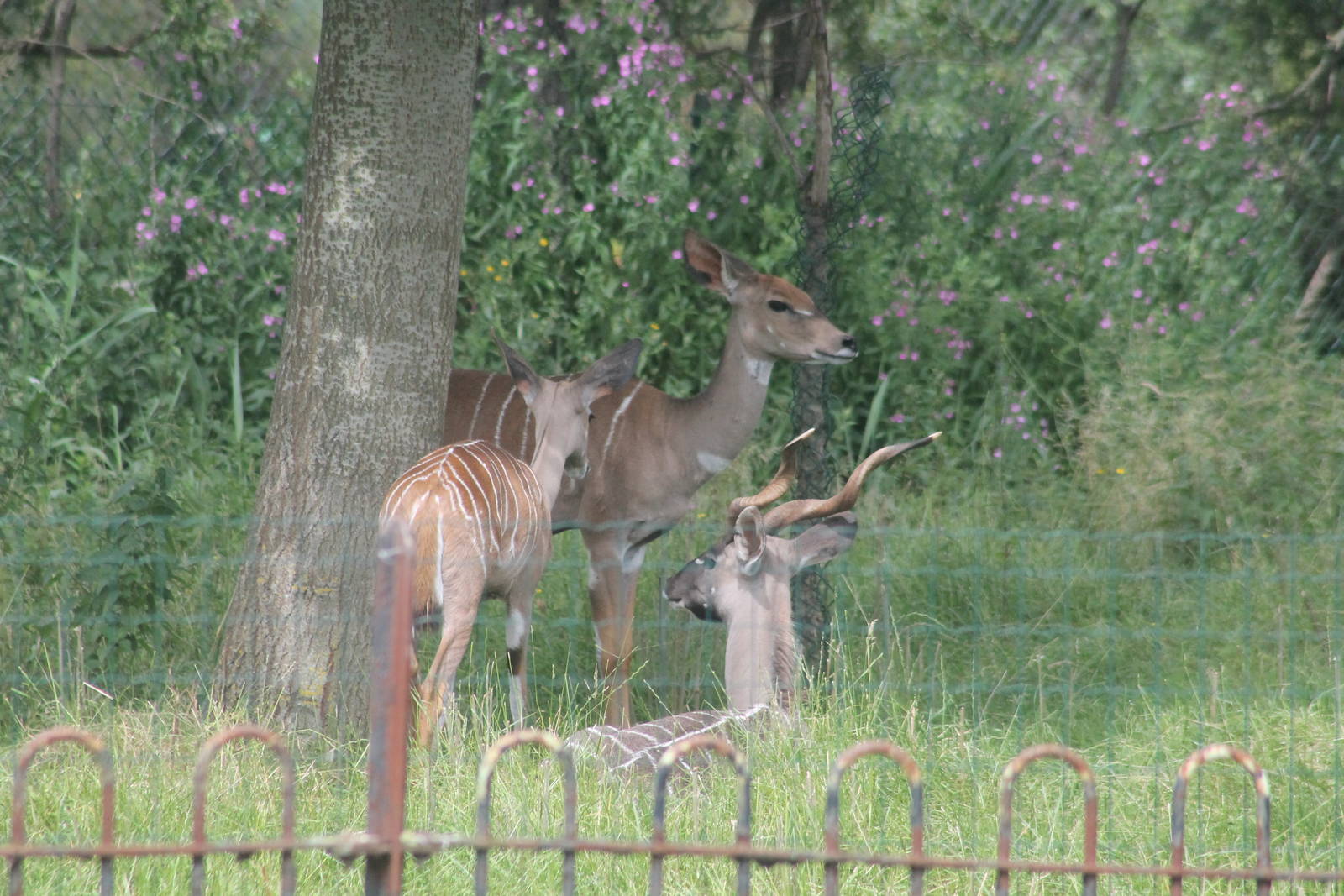 Lesser Kudu Chester Zoo 25 July 2012