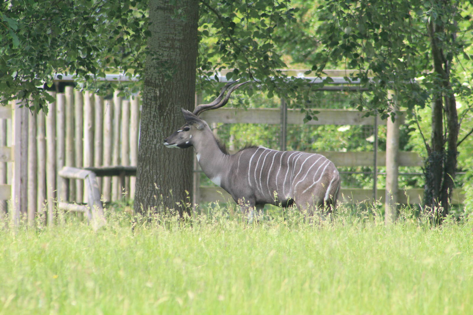 lesser kudu Chester Zoo 8th June 2016