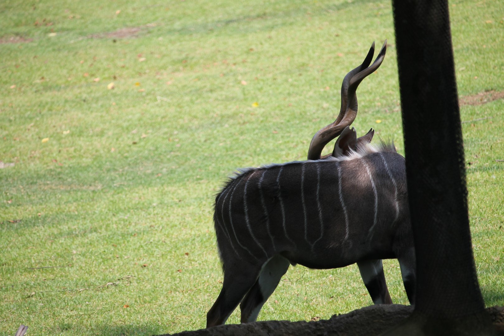 Lesser kudu doing a pose