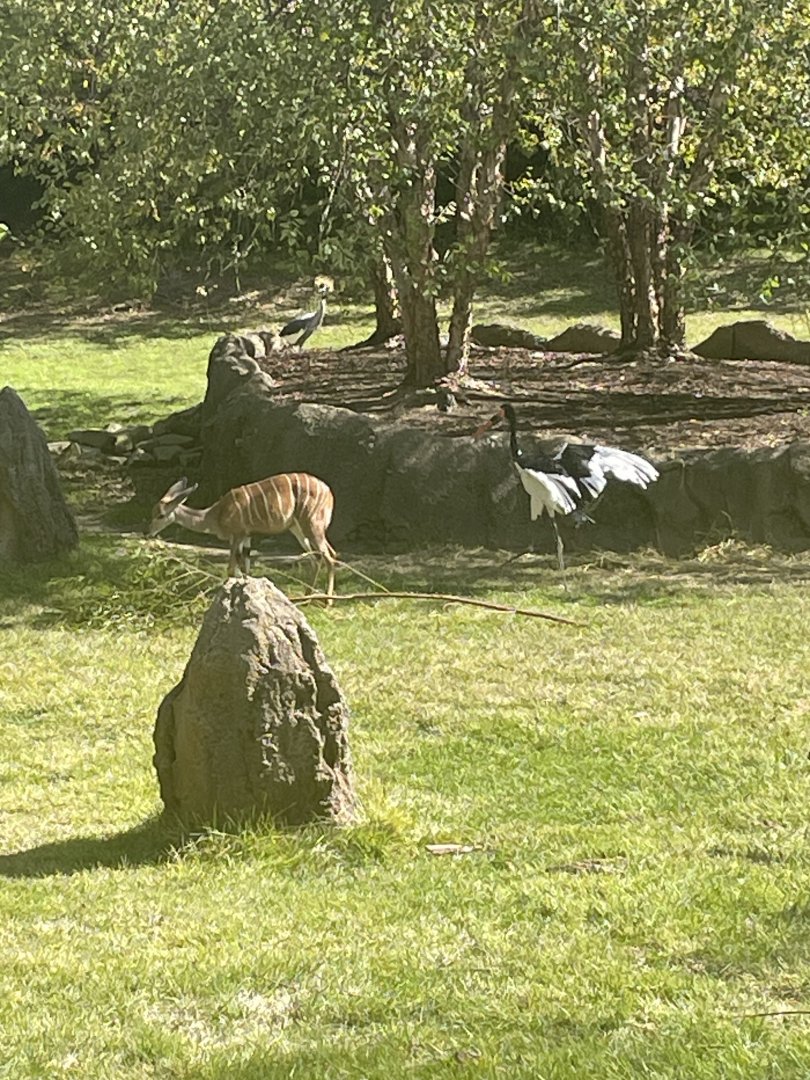 Lesser Kudu, Eastern Grey Crowned Crane, and Saddle-Billed Stork